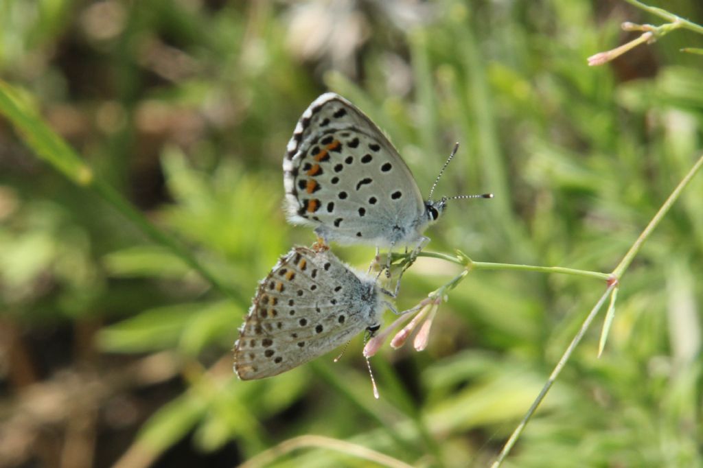 M e F  : foto di coppia